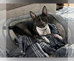 Small #9 Boston Terrier Mix