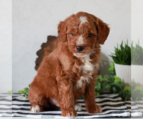 Medium Photo #1 Goldendoodle (Miniature) Puppy For Sale in LITITZ, PA, USA