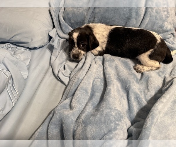 Medium Photo #49 Schweenie Puppy For Sale in DOTHAN, AL, USA