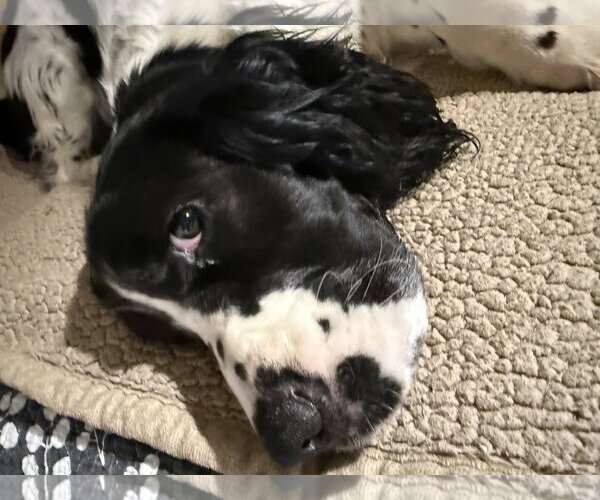 Medium Photo #5 English Springer Spaniel Puppy For Sale in Ball Ground, GA, USA