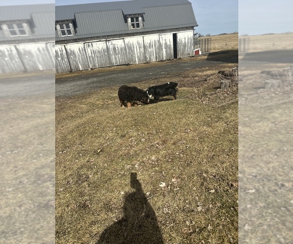 Medium Photo #3 Bernese Mountain Dog Puppy For Sale in ATHENS, WI, USA