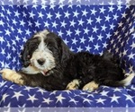 Small Photo #4 Bernedoodle Puppy For Sale in COCHRANVILLE, PA, USA