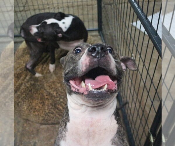 Medium Photo #2 American Bulldog-Unknown Mix Puppy For Sale in Jackson, MS, USA