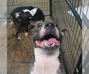 Jake McCleod - Male American Bulldog-Unknown Mix Dog for Adoption - Photo #2