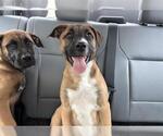 Small Boxer-German Shepherd Dog Mix