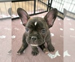 Puppy Puppy 2 Hunter French Bulldog
