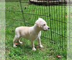 Small #1 Mutt