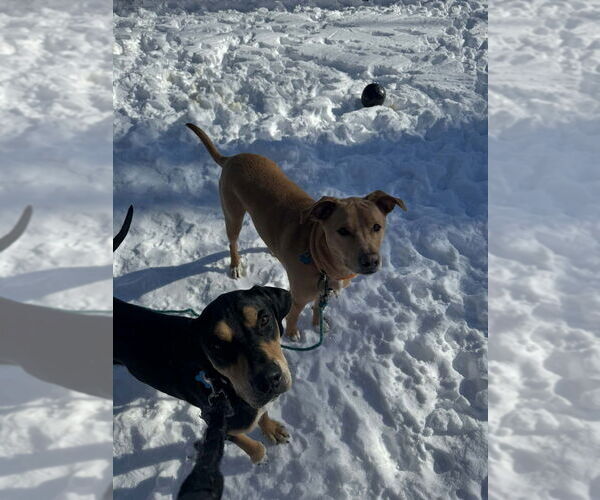 Medium Photo #4 Mutt Puppy For Sale in Springdale, PA, USA