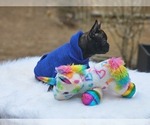 Small Photo #7 French Bulldog Puppy For Sale in CRANSTON, RI, USA