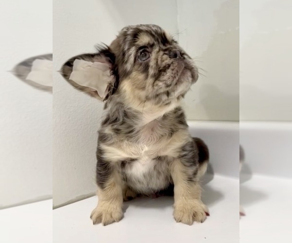 Medium Photo #22 French Bulldog Puppy For Sale in AGOURA HILLS, CA, USA