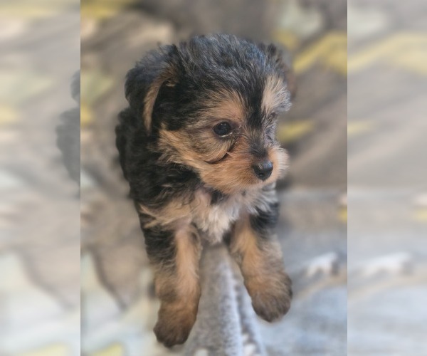 Medium Photo #26 Yorkshire Terrier Puppy For Sale in AKRON, OH, USA