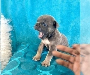 English Bulldog Puppy for sale in SEATTLE, WA, USA