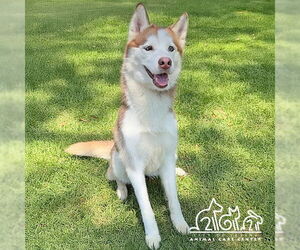 Siberian Husky Dogs for adoption in Irvine, CA, USA