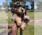 Small Photo #3 Bernedoodle-Golden Mountain Dog Mix Puppy For Sale in DAVIS, CA, USA