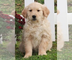 Golden Retriever Puppy for sale in FREDERICKSBURG, OH, USA