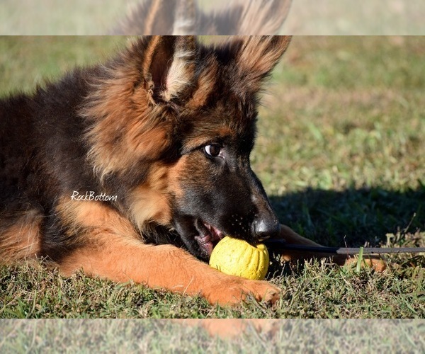 Medium Photo #4 German Shepherd Dog Puppy For Sale in MORRILTON, AR, USA