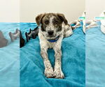 Small #5 Australian Shepherd Mix