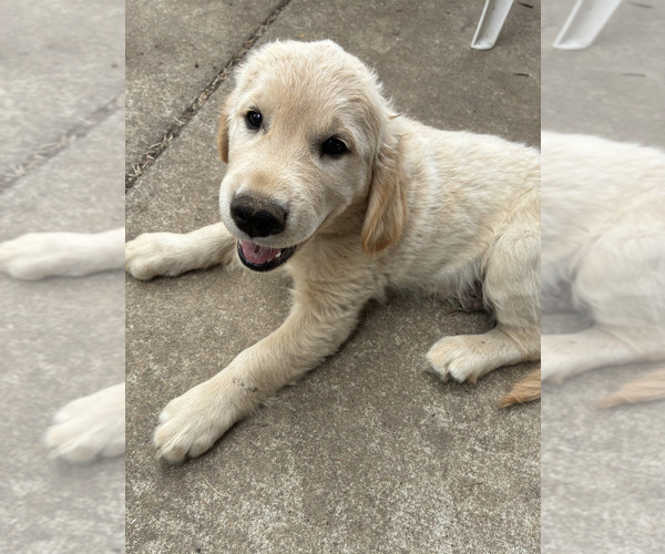 Medium Photo #1 Golden Retriever Puppy For Sale in EUGENE, OR, USA