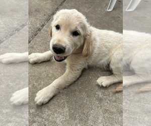Golden Retriever Puppy for sale in EUGENE, OR, USA
