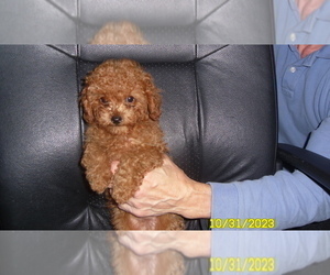 Poodle (Toy) Puppy for sale in DULUTH, GA, USA