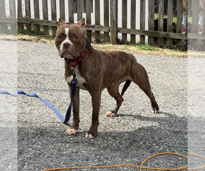 Barbie - Female American Pit Bull Terrier Dog for Adoption - Photo #3