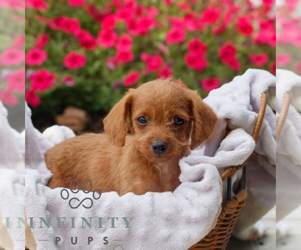 Medium Photo #3 Goldendoodle (Miniature) Puppy For Sale in OXFORD, PA, USA