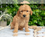Small Photo #4 Goldendoodle (Miniature) Puppy For Sale in BERNE, IN, USA