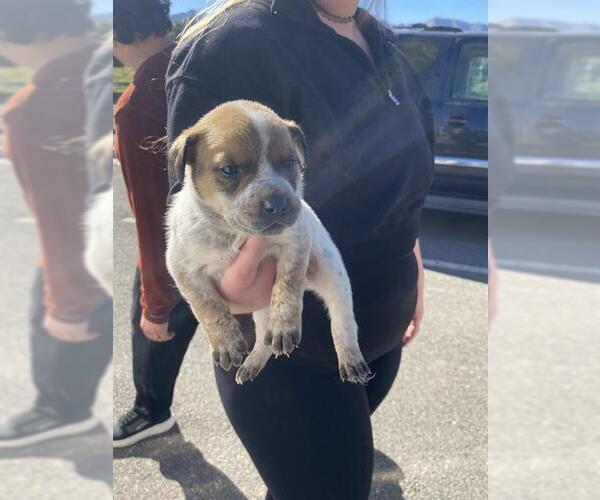 Medium Photo #1 Texas Heeler-Unknown Mix Puppy For Sale in Bakersfield, CA, USA