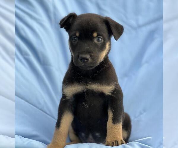 Medium Photo #2 Mutt Puppy For Sale in San Diego, CA, USA