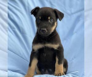 Eureka Pup - Donovan - Male Mutt Dog for Adoption - Photo #2