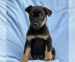 Small Photo #2 Mutt Puppy For Sale in San Diego, CA, USA