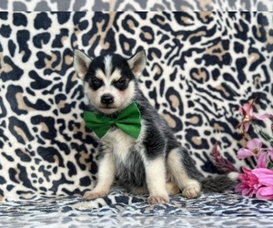 Labrador Retriever-Siberian Husky Mix Puppy for sale in LANCASTER, PA, USA