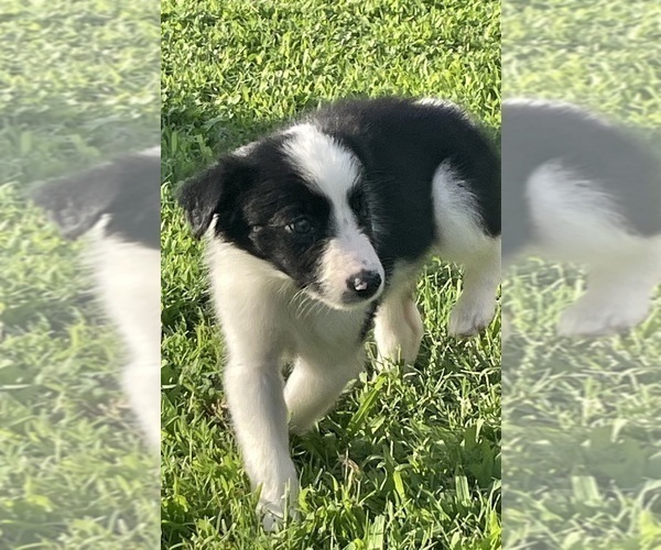 Medium Photo #8 Border Collie Puppy For Sale in BRISTOW, OK, USA