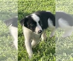 Small Photo #8 Border Collie Puppy For Sale in BRISTOW, OK, USA