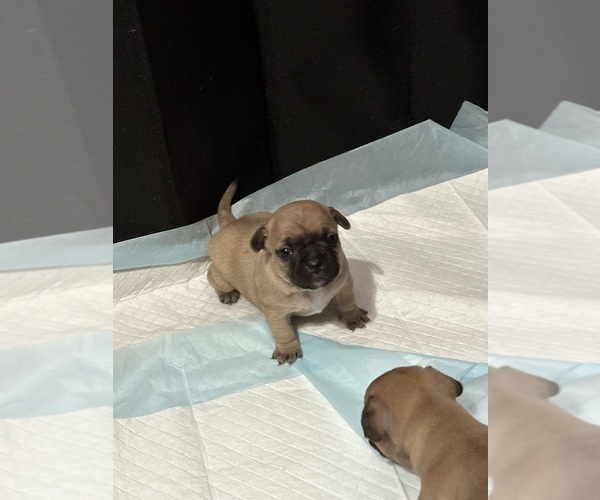 Medium Photo #12 French Bulldog-French Bullhuahua Mix Puppy For Sale in SHEPHERD, MT, USA