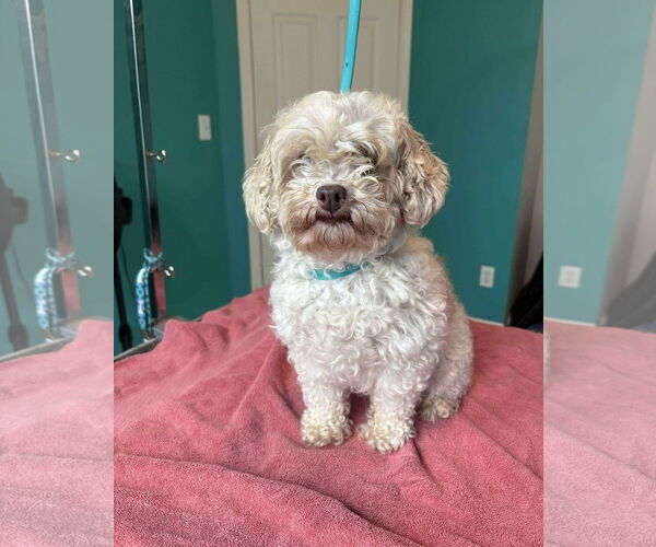 Medium Photo #5 Poodle (Miniature) Puppy For Sale in Gretna, NE, USA