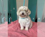 Small #4 Poodle (Miniature)
