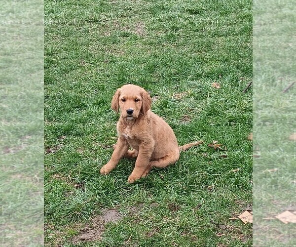 Medium Photo #5 Golden Retriever Puppy For Sale in GOODELLS, MI, USA
