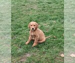 Small #4 Golden Retriever
