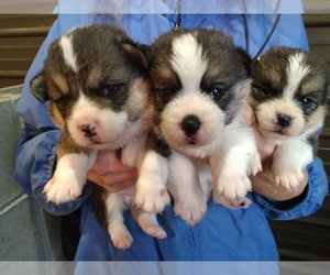 Pembroke Welsh Corgi Puppy for sale in CUSTER, KY, USA