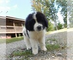 Small Photo #1 Newfoundland Puppy For Sale in CLINTON, AR, USA