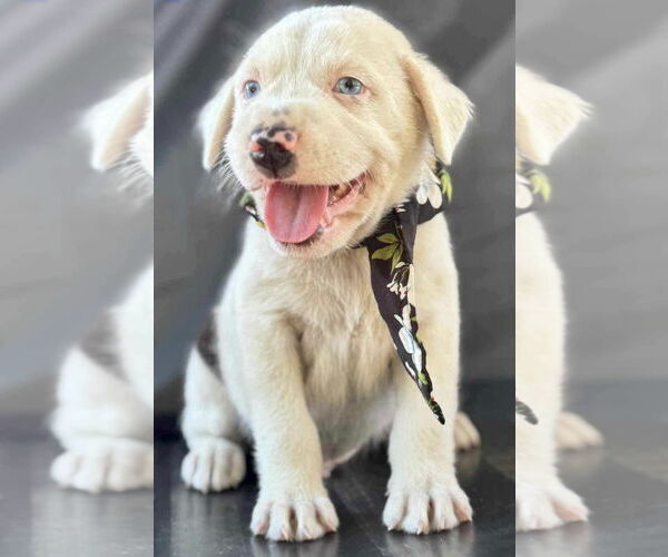Medium Photo #1 Labrador Retriever-Unknown Mix Puppy For Sale in Jefferson, NJ, USA