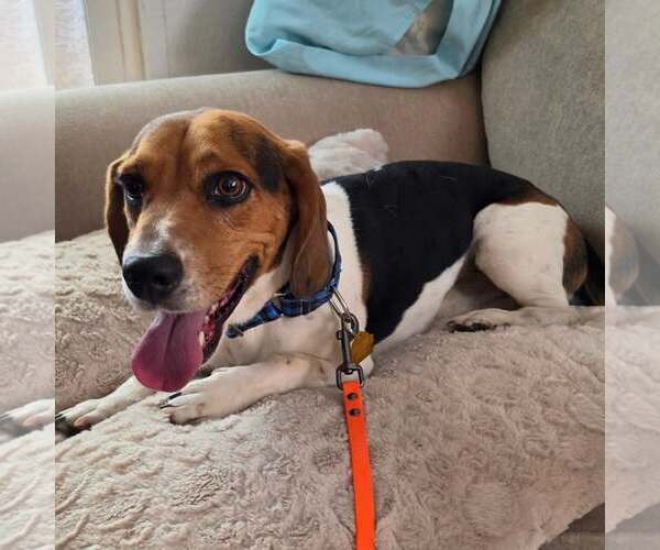 Medium Photo #6 Bagle Hound Puppy For Sale in Las Vegas, NV, USA
