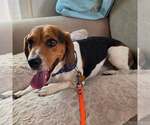 Small #5 Bagle Hound