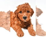 Small #42 Goldendoodle mix (+ Poodle Miniature)