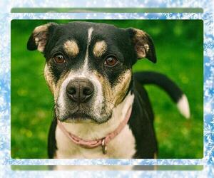 Mutt Dogs for adoption in Ojai, CA, USA