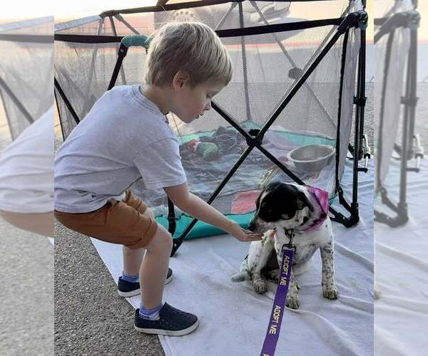 Medium Photo #6 Jack Russell Terrier-Unknown Mix Puppy For Sale in Cave Creek, AZ, USA