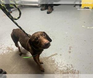 Mutt Dogs for adoption in Ocala, FL, USA