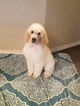 Small Photo #9 Poodle (Standard) Puppy For Sale in NEW BERLIN, TX, USA