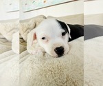 Small Photo #9 American Pit Bull Terrier-Labrador Retriever Mix Puppy For Sale in Holly Springs, NC, USA